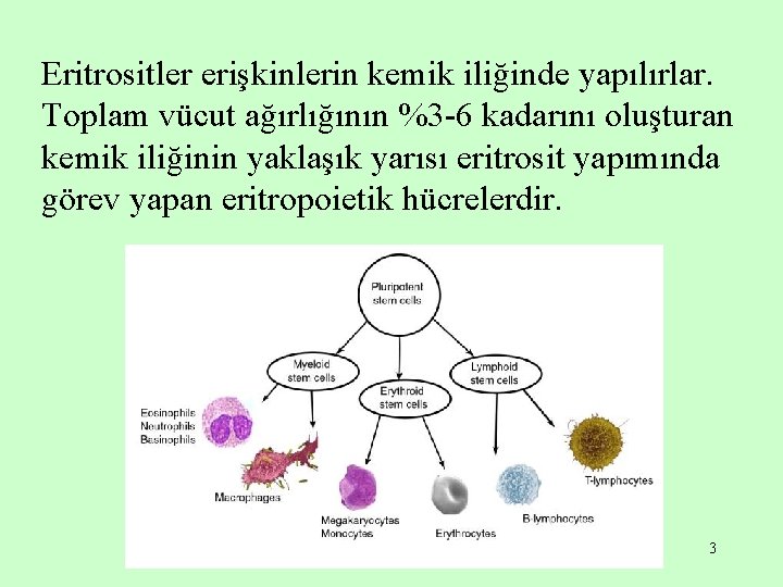 Eritrositler erişkinlerin kemik iliğinde yapılırlar. Toplam vücut ağırlığının %3 -6 kadarını oluşturan kemik iliğinin