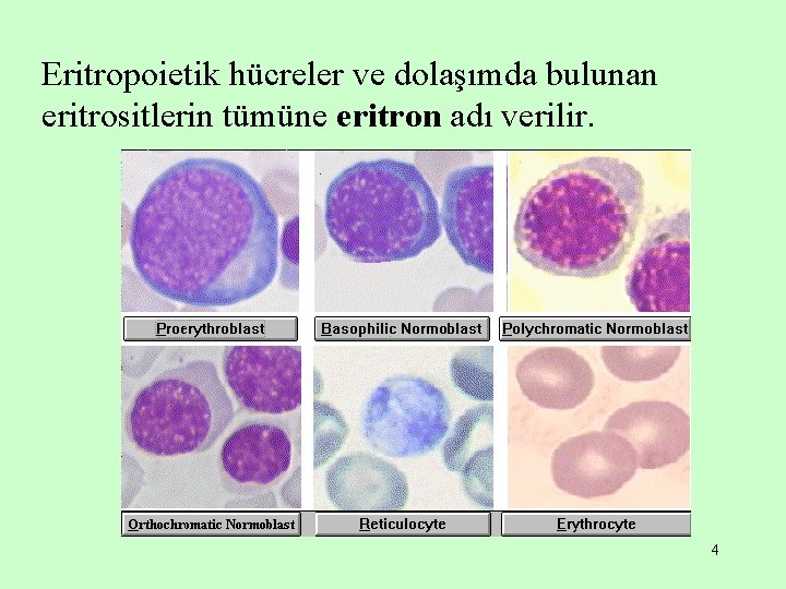 Eritropoietik hücreler ve dolaşımda bulunan eritrositlerin tümüne eritron adı verilir. 4 