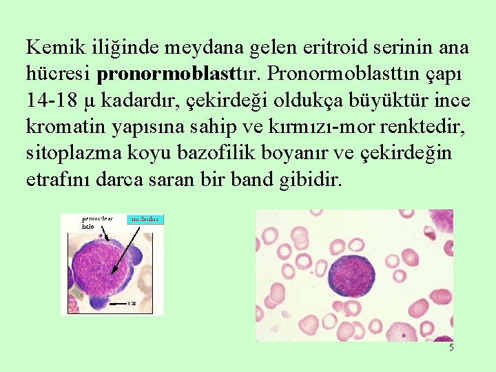 Kemik iliğinde meydana gelen eritroid serinin ana hücresi pronormoblasttır. Pronormoblasttın çapı 14 -18 µ