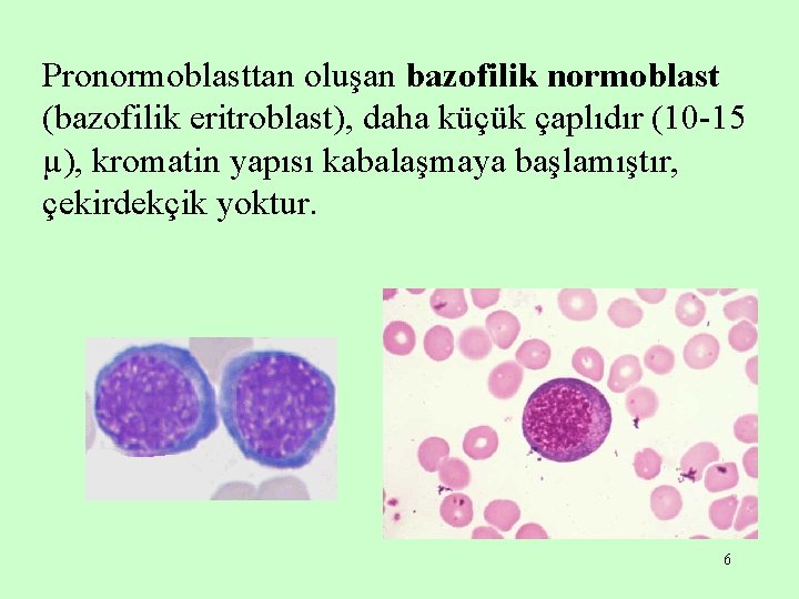 Pronormoblasttan oluşan bazofilik normoblast (bazofilik eritroblast), daha küçük çaplıdır (10 -15 µ), kromatin yapısı