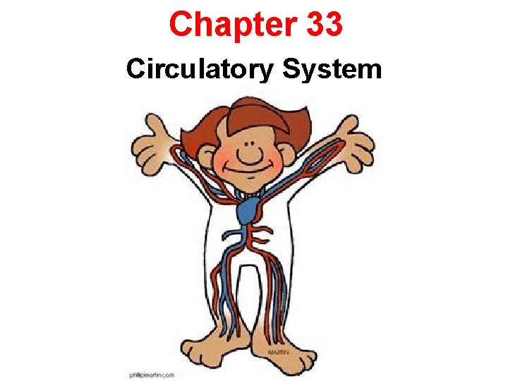 Chapter 33 Circulatory System 