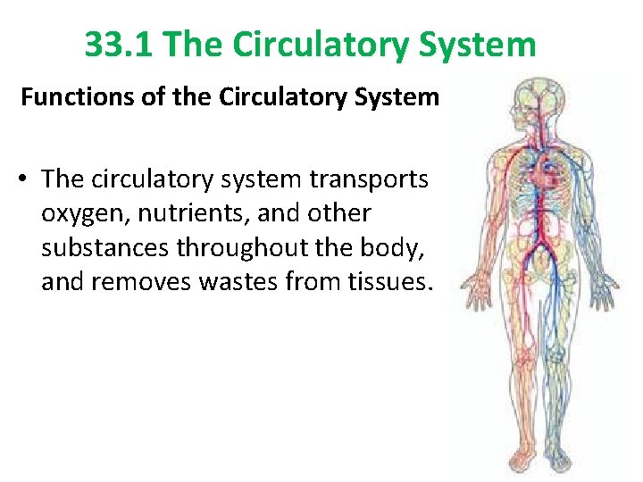 33. 1 The Circulatory System Functions of the Circulatory System • The circulatory system