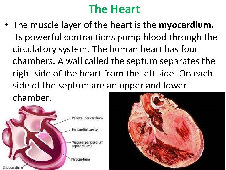 The Heart • The muscle layer of the heart is the myocardium. Its powerful