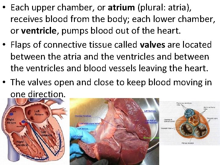  • Each upper chamber, or atrium (plural: atria), receives blood from the body;
