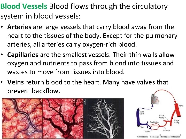 Blood Vessels Blood flows through the circulatory system in blood vessels: • Arteries are