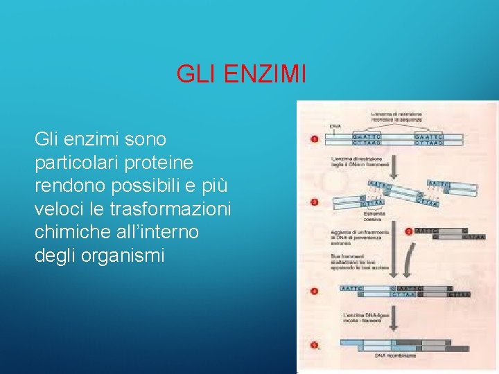 GLI ENZIMI Gli enzimi sono particolari proteine rendono possibili e più veloci le trasformazioni