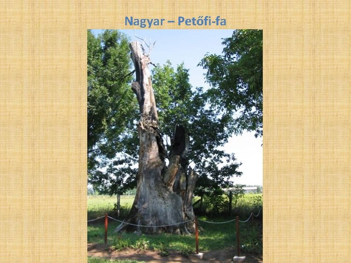 Nagyar – Petőfi-fa 