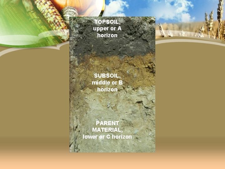 TOPSOIL, upper or A horizon SUBSOIL, middle or B horizon PARENT MATERIAL, lower or