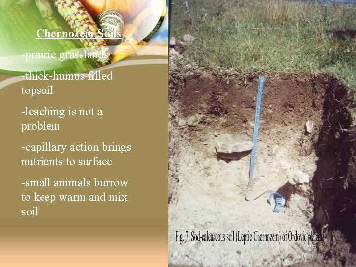 Chernozem Soils -prairie grasslands -thick-humus filled topsoil -leaching is not a problem -capillary action