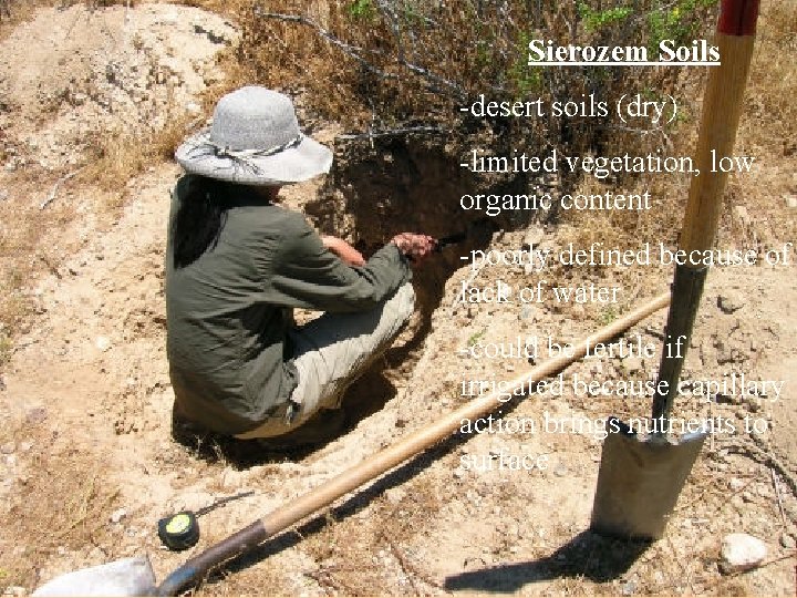 Sierozem Soils -desert soils (dry) -limited vegetation, low organic content -poorly defined because of