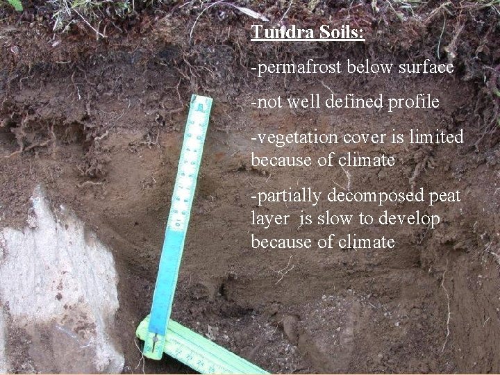 Tundra Soils: -permafrost below surface -not well defined profile -vegetation cover is limited because