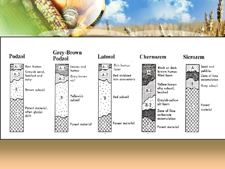 Key Soil Profiles 