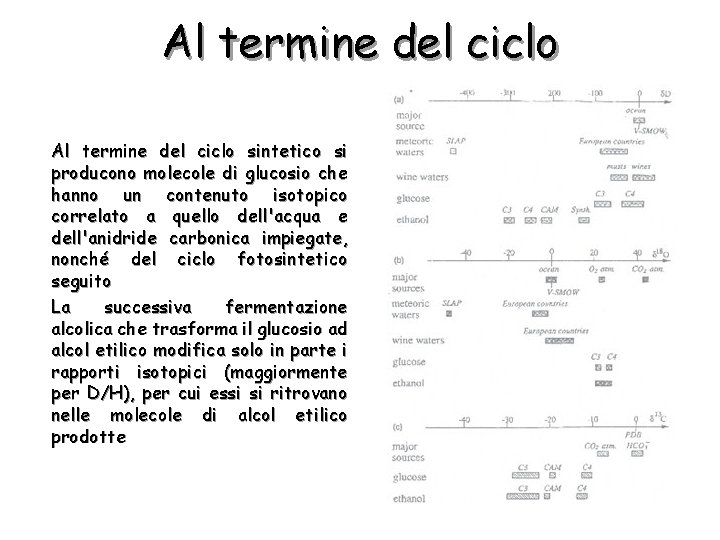 Al termine del ciclo sintetico si producono molecole di glucosio che hanno un contenuto