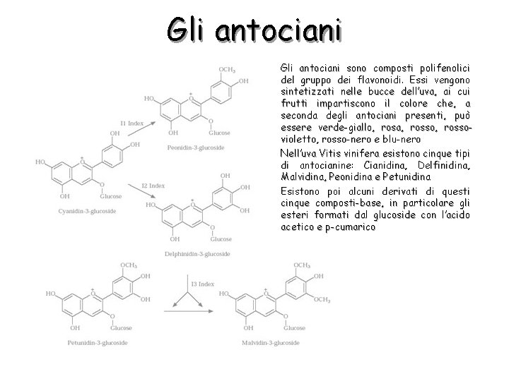 Gli antociani sono composti polifenolici del gruppo dei flavonoidi. Essi vengono sintetizzati nelle bucce