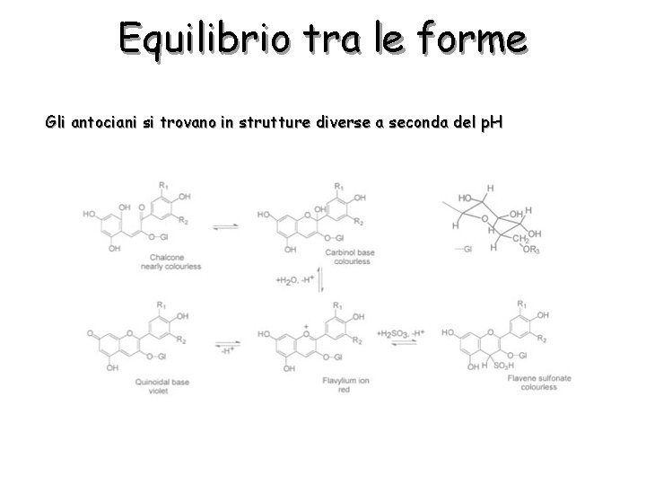 Equilibrio tra le forme Gli antociani si trovano in strutture diverse a seconda del