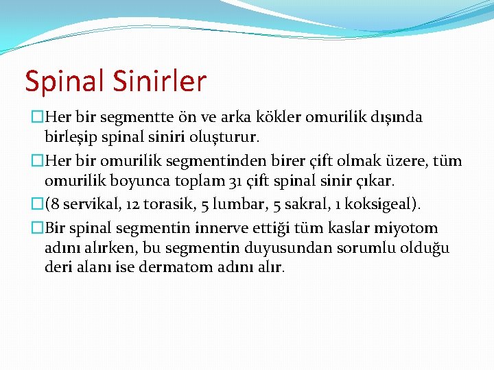 Spinal Sinirler �Her bir segmentte ön ve arka kökler omurilik dışında birleşip spinal siniri