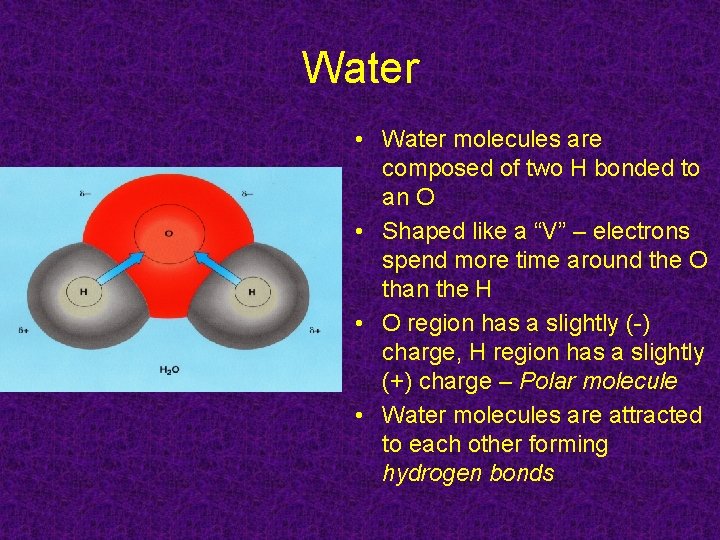 Water • Water molecules are composed of two H bonded to an O •