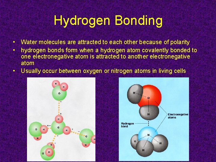 Hydrogen Bonding • Water molecules are attracted to each other because of polarity •