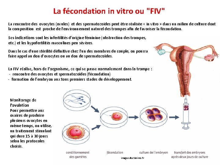 La fécondation in vitro ou "FIV" La rencontre des ovocytes (ovules) et des spermatozoides