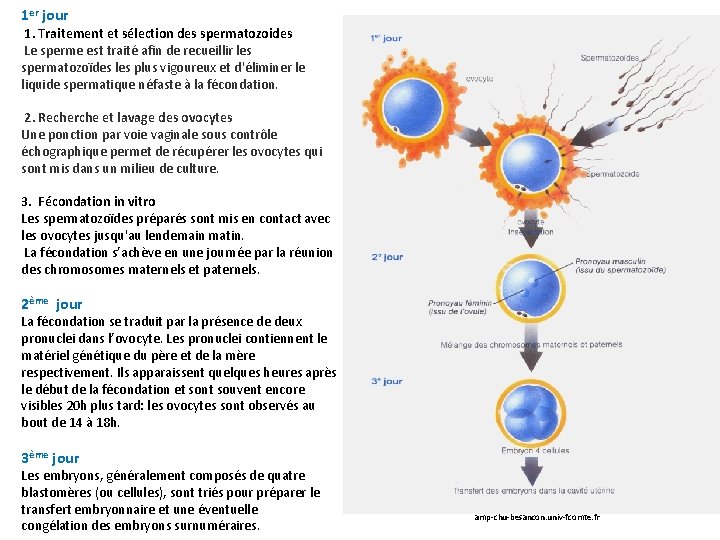 1 er jour 1. Traitement et sélection des spermatozoides Le sperme est traité afin