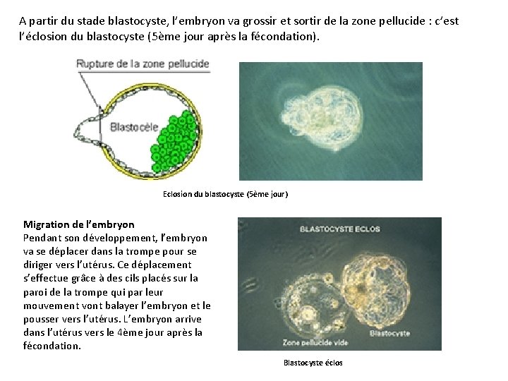 A partir du stade blastocyste, l’embryon va grossir et sortir de la zone pellucide