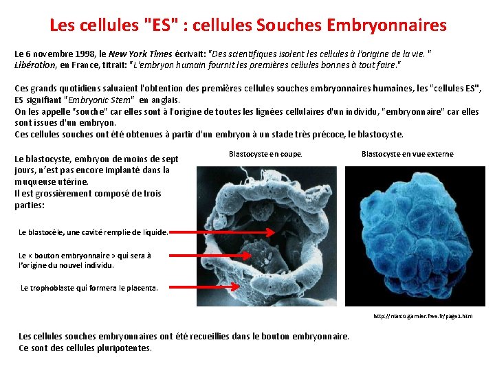 Les cellules "ES" : cellules Souches Embryonnaires Le 6 novembre 1998, le New York