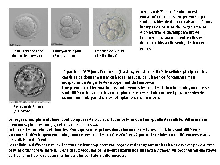 Fin de la fécondation (fusion des noyaux) Embryon de 2 jours (2 à 4