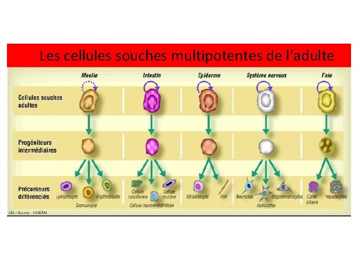  Les cellules souches multipotentes de l’adulte 