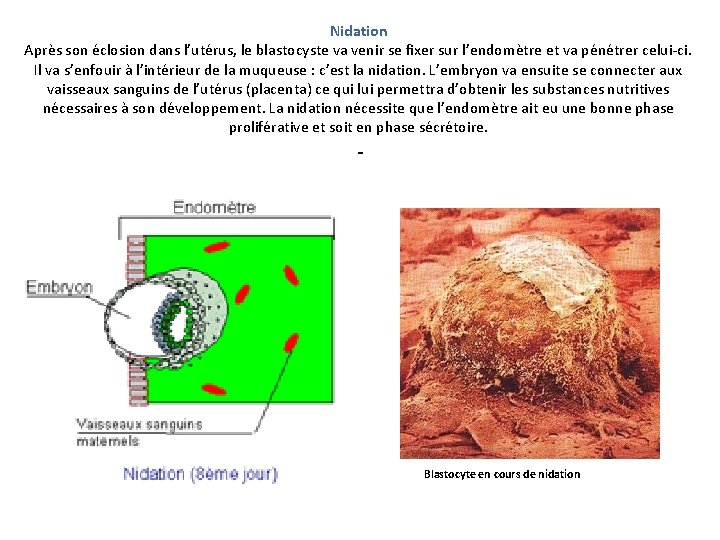 Nidation Après son éclosion dans l’utérus, le blastocyste va venir se fixer sur l’endomètre