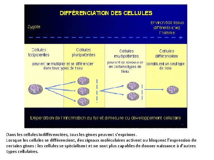 Dans les cellules indifférenciées, tous les gènes peuvent s’exprimer. Lorsque les cellules se différencient,