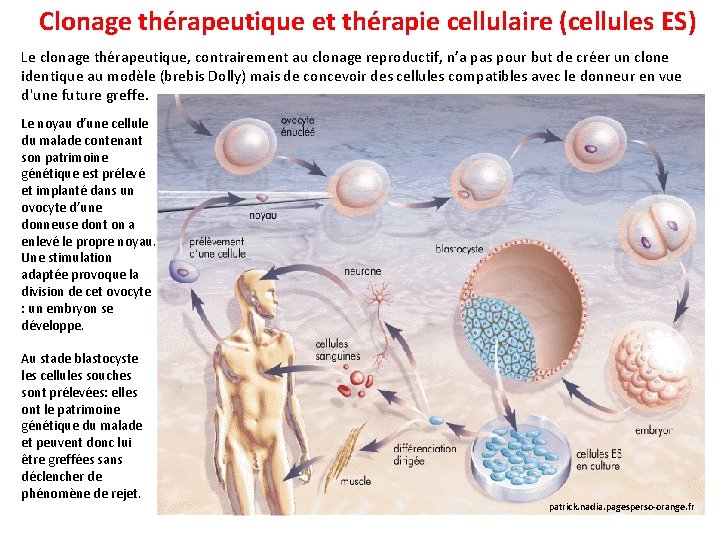  Clonage thérapeutique et thérapie cellulaire (cellules ES) Le clonage thérapeutique, contrairement au clonage