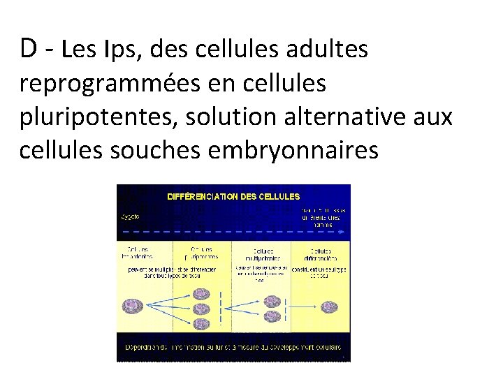 D - Les Ips, des cellules adultes reprogrammées en cellules pluripotentes, solution alternative aux