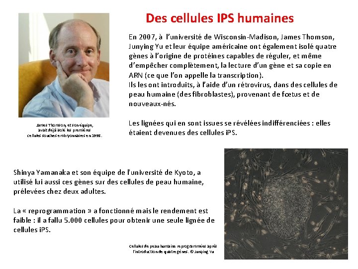 Des cellules IPS humaines En 2007, à l’université de Wisconsin-Madison, James Thomson, Junying Yu