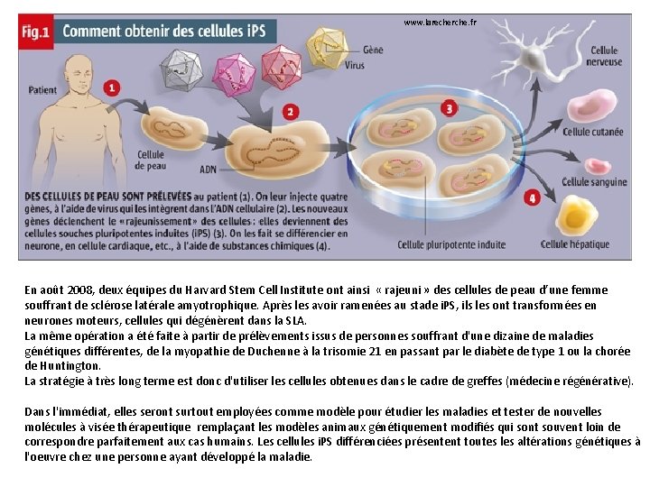 www. larecherche. fr En août 2008, deux équipes du Harvard Stem Cell Institute ont