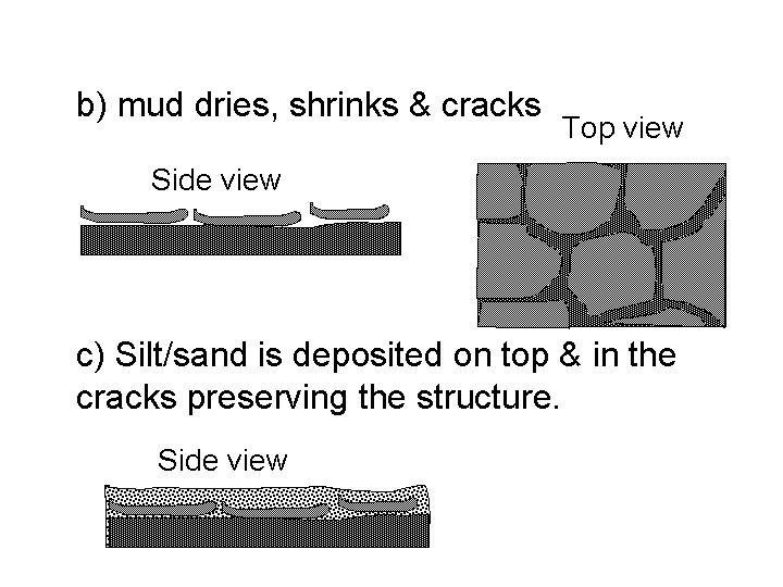 b) mud dries, shrinks & cracks Top view Side view c) Silt/sand is deposited