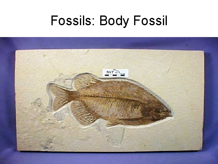 Fossils: Body Fossil 