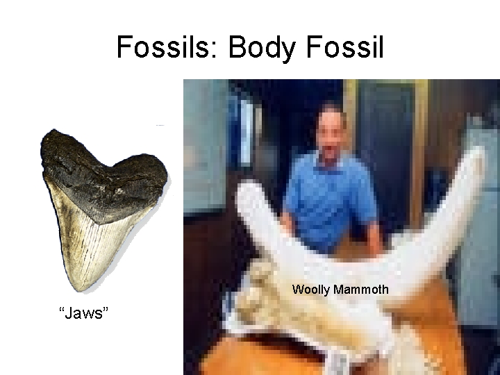 Fossils: Body Fossil Woolly Mammoth “Jaws” 