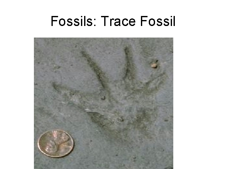 Fossils: Trace Fossil 