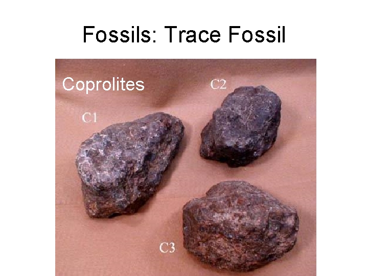 Fossils: Trace Fossil Coprolites 