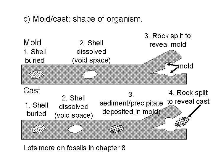 c) Mold/cast: shape of organism. Mold 1. Shell buried 2. Shell dissolved (void space)