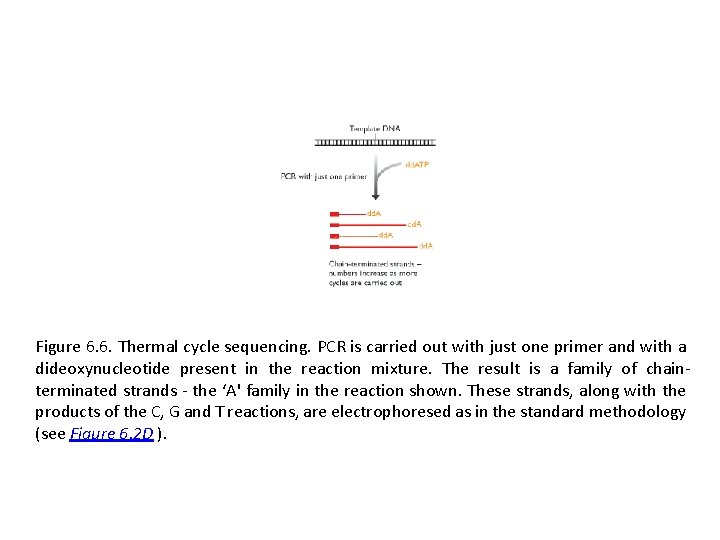 Figure 6. 6. Thermal cycle sequencing. PCR is carried out with just one primer