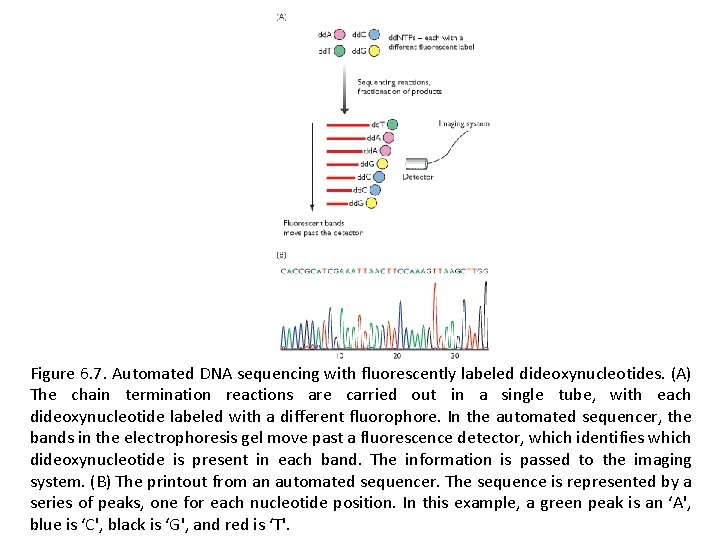 Figure 6. 7. Automated DNA sequencing with fluorescently labeled dideoxynucleotides. (A) The chain termination