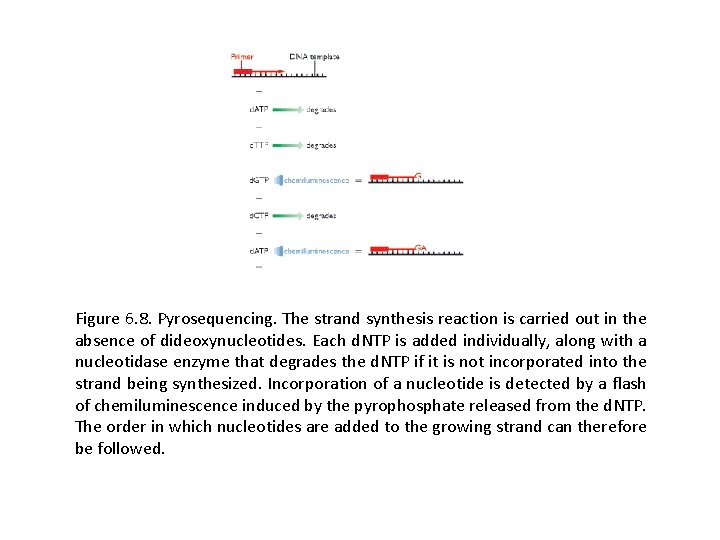 Figure 6. 8. Pyrosequencing. The strand synthesis reaction is carried out in the absence