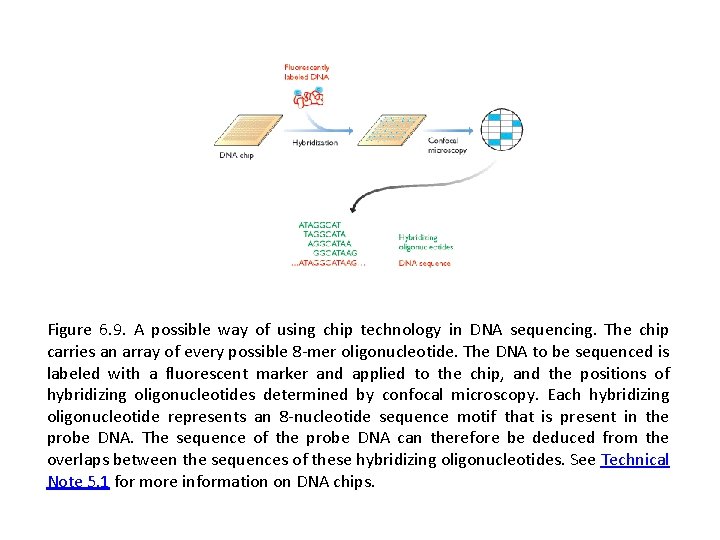 Figure 6. 9. A possible way of using chip technology in DNA sequencing. The