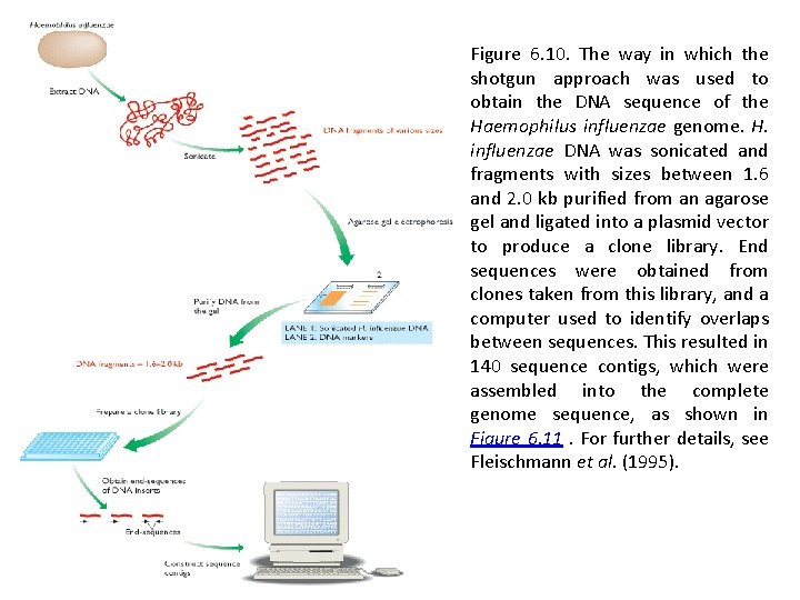 Figure 6. 10. The way in which the shotgun approach was used to obtain