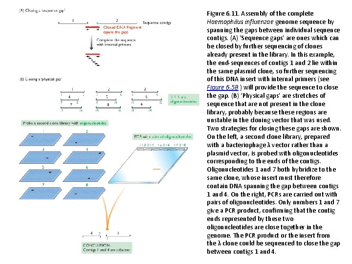 Figure 6. 11. Assembly of the complete Haemophilus influenzae genome sequence by spanning the