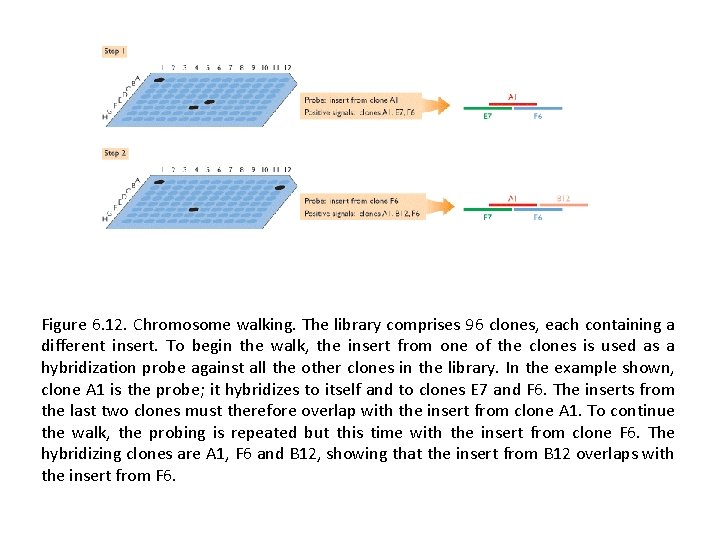 Figure 6. 12. Chromosome walking. The library comprises 96 clones, each containing a different