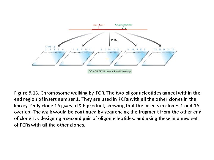 Figure 6. 13. Chromosome walking by PCR. The two oligonucleotides anneal within the end