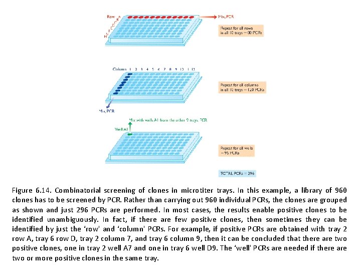 Figure 6. 14. Combinatorial screening of clones in microtiter trays. In this example, a