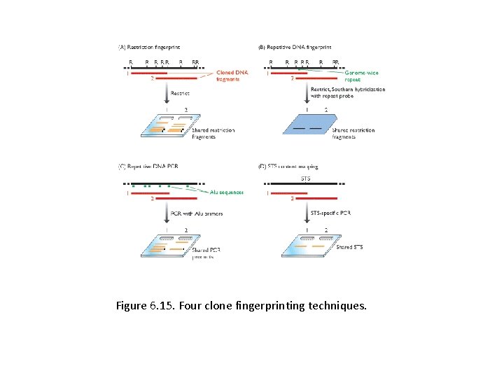Figure 6. 15. Four clone fingerprinting techniques. 
